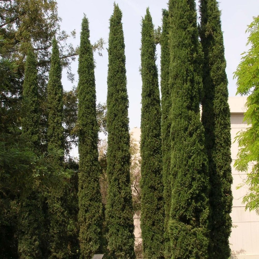Cyprès d'italie, de provence 'stricta' pot de 7,5l/10l