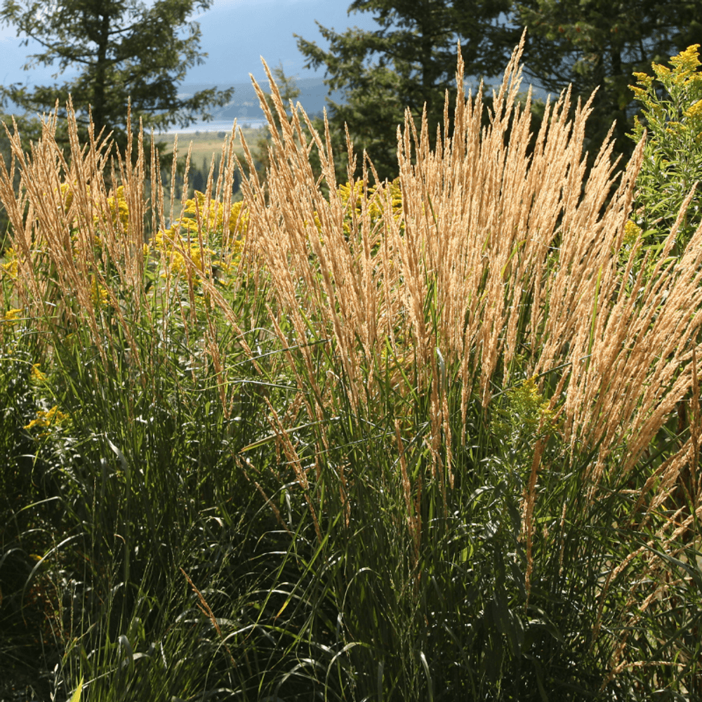 Molinie roseau karl foerster - molinia arundinacea karl foerster 100 cm godet 9cm