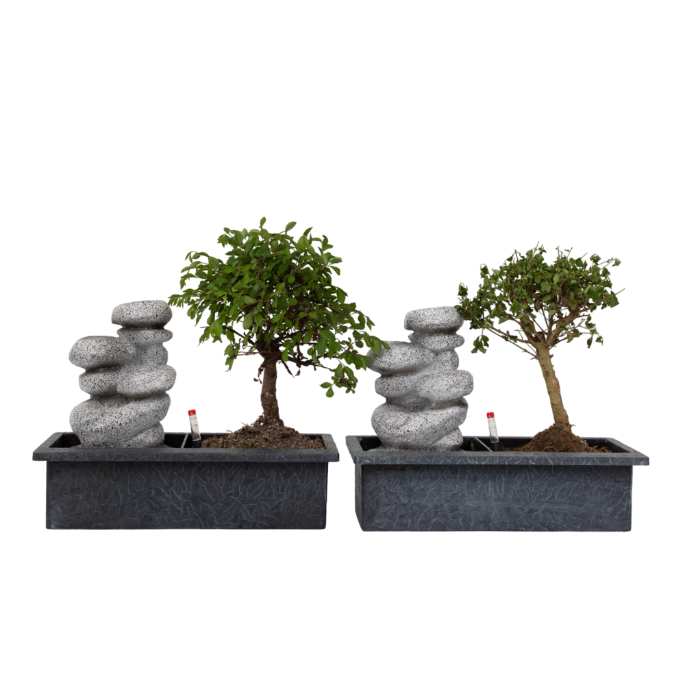 Bonsaï - set de 2 - bonsai - hauteur 25-35cm - ⌀29cm