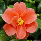 Camellia japonica 'mary williams' : c15l
