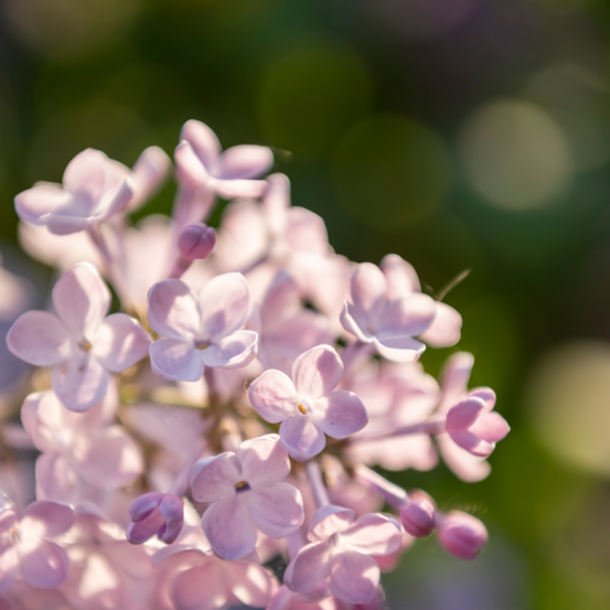 Glycine - wisteria sinensis rosea 70cm