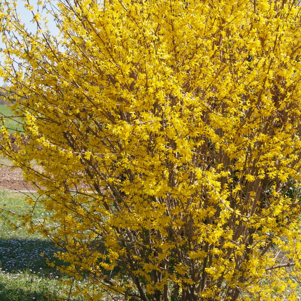 Forsythia marée d'or ® - le pot / 3l / hauteur livrée 30-40cm, vendu par lot de 2