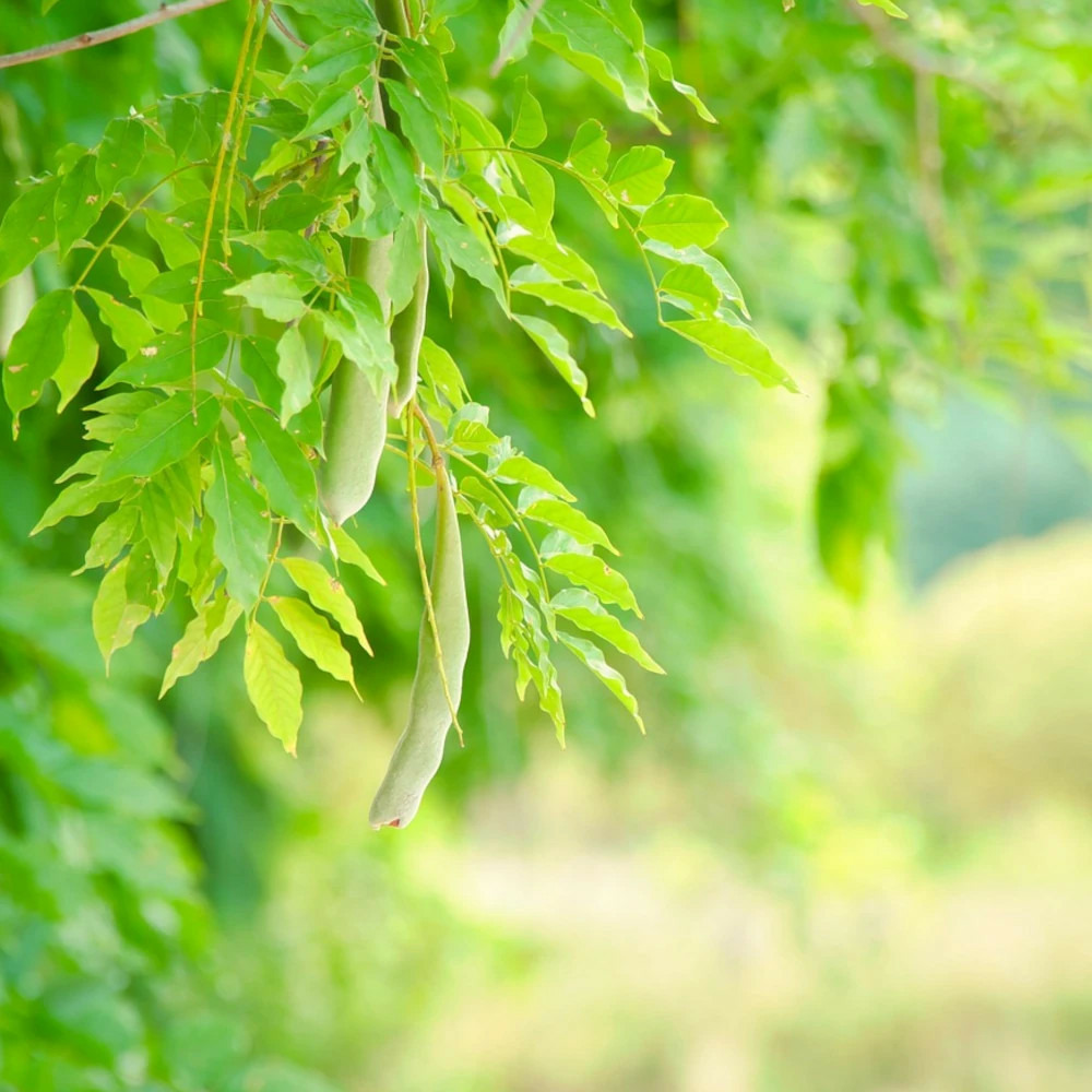Févier d'amérique skyline, gleditsia pot de 15l - baliveau