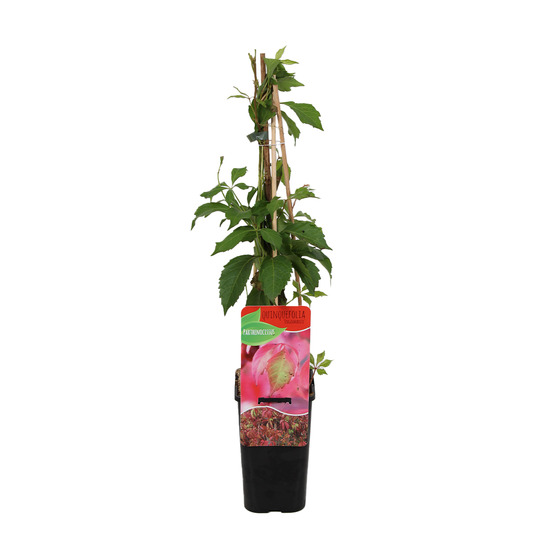 Parthenocissus quinquefolia engelmannii - vigne sauvage - pot 15cm - 70-80cm de haut