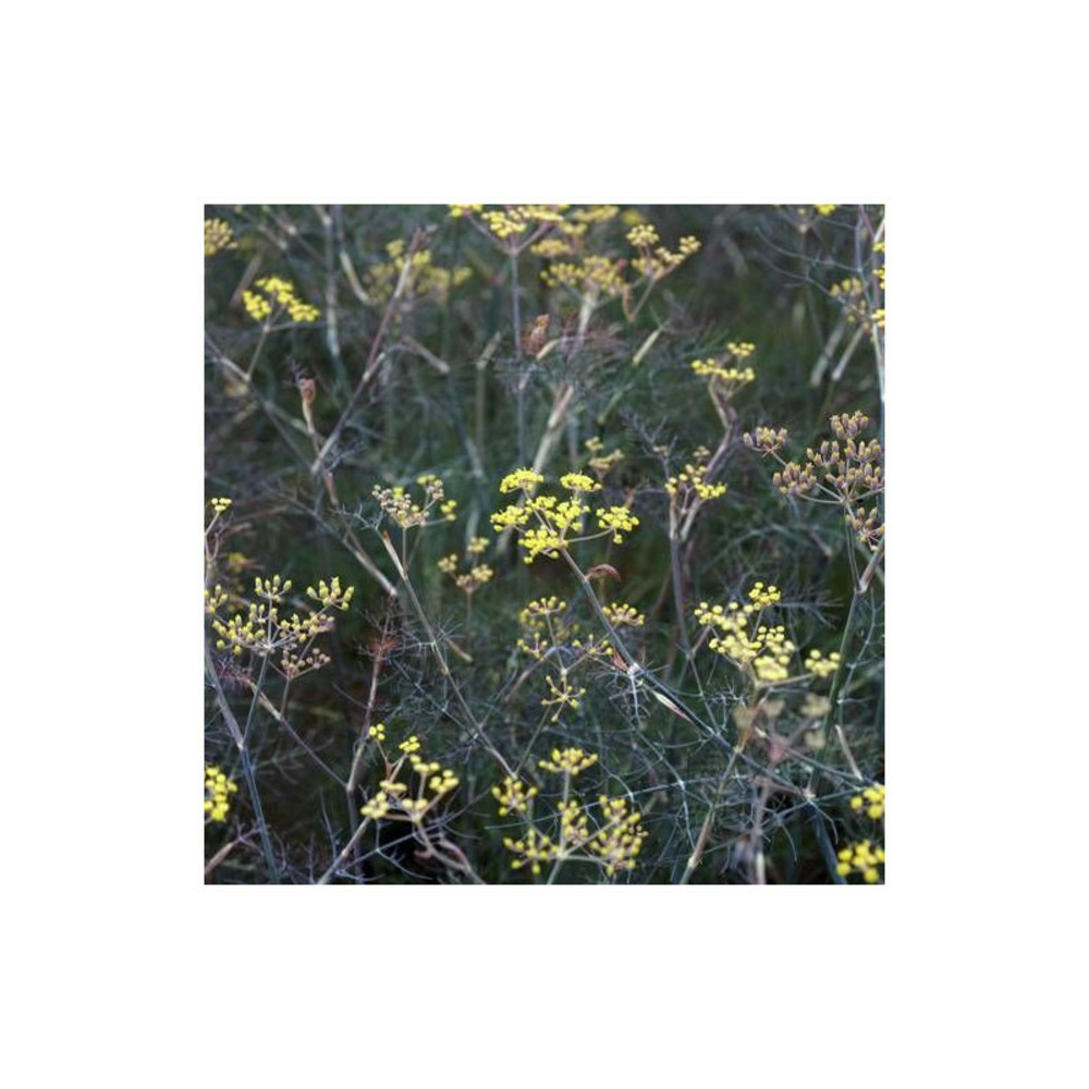 Fenouil commun bronze godet - 5/20 cm