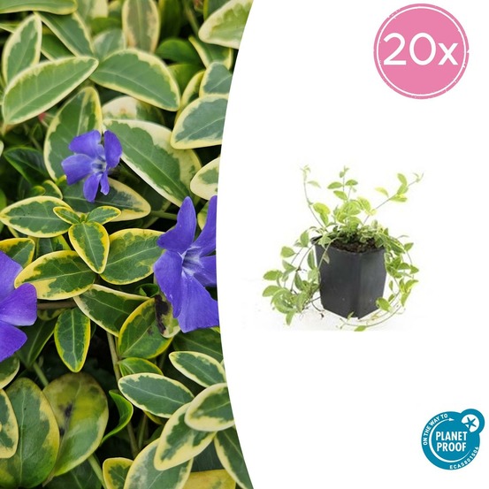 Petite pervenche 'aureovariegata' x20 – entre 1,25 et 1,67m2