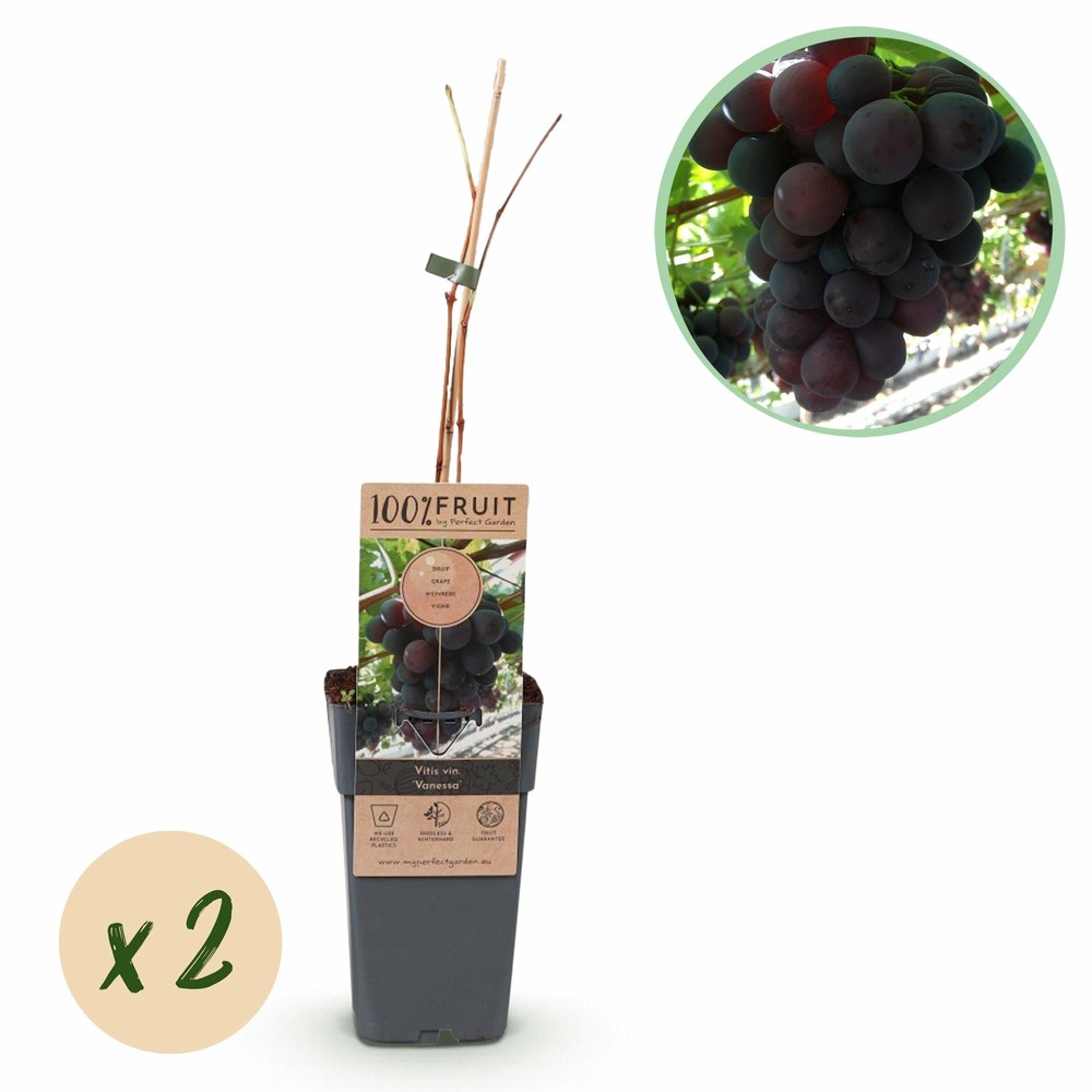 Vigne vitis vinifera himrod – lot de 2 – pot 15 cm
