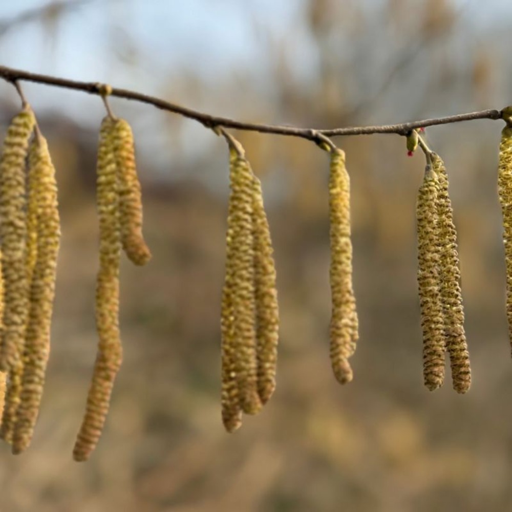 Noisetier 120cm pot 7,5l - corylus avellana