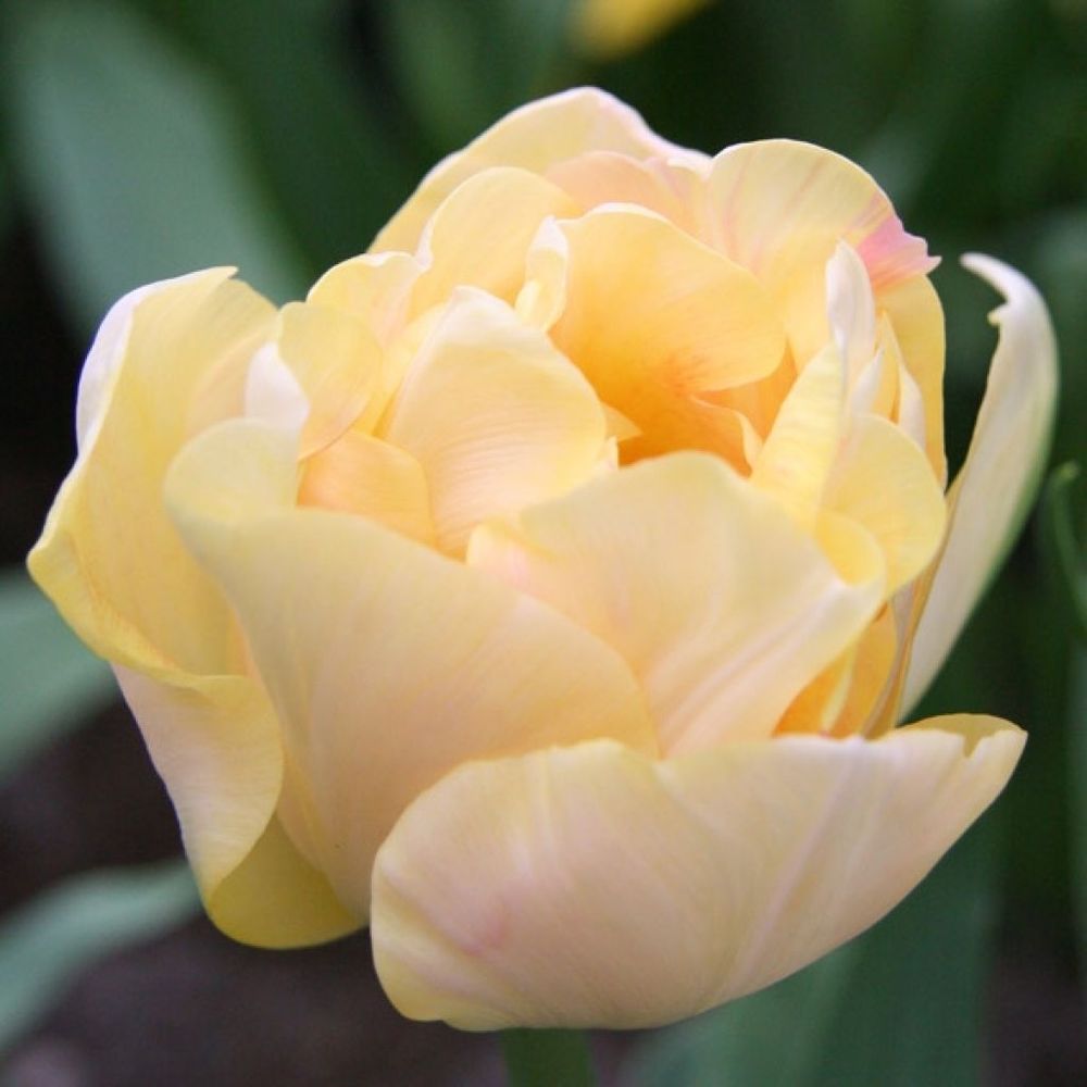 Tulipe double tardive 'charming lady' bulbe calibre 11+ (par 6)