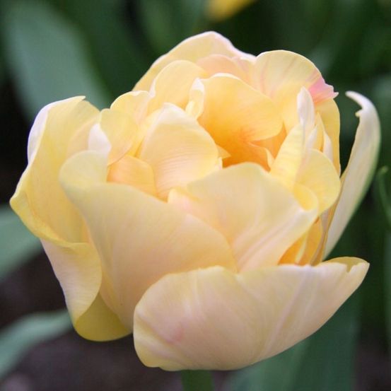 Tulipe double tardive 'charming lady' bulbe calibre 11+ (par 6)