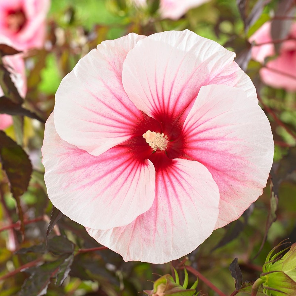 Hibiscus des marais 'pink candy' pot de 3l/4l