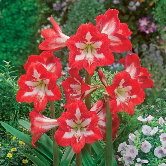 3 amaryllis de jardin sonatini eye catcher - le sachet de 3 bulbes / circonférence 13cm+, vendu par lot de 2