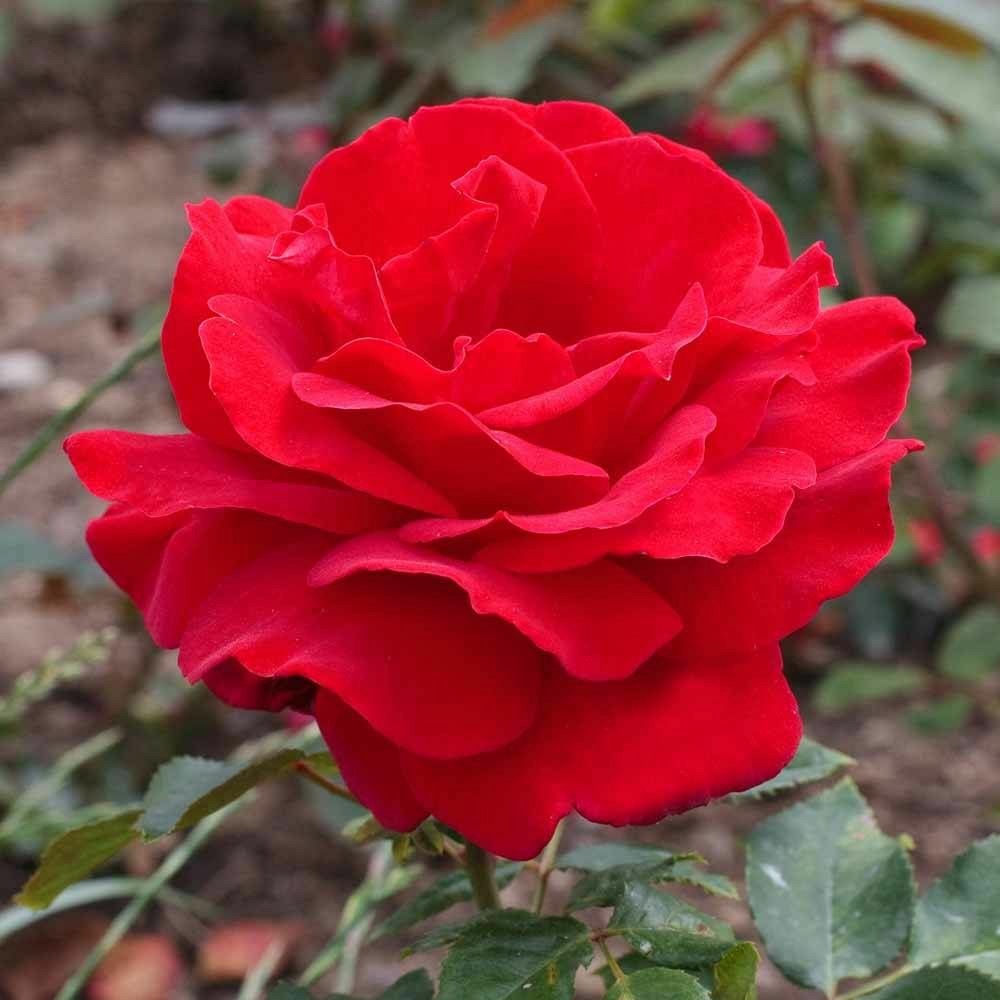 Rosier arbustif victor hugo® 'meivestal' pot de 10 l - 1/2 tige