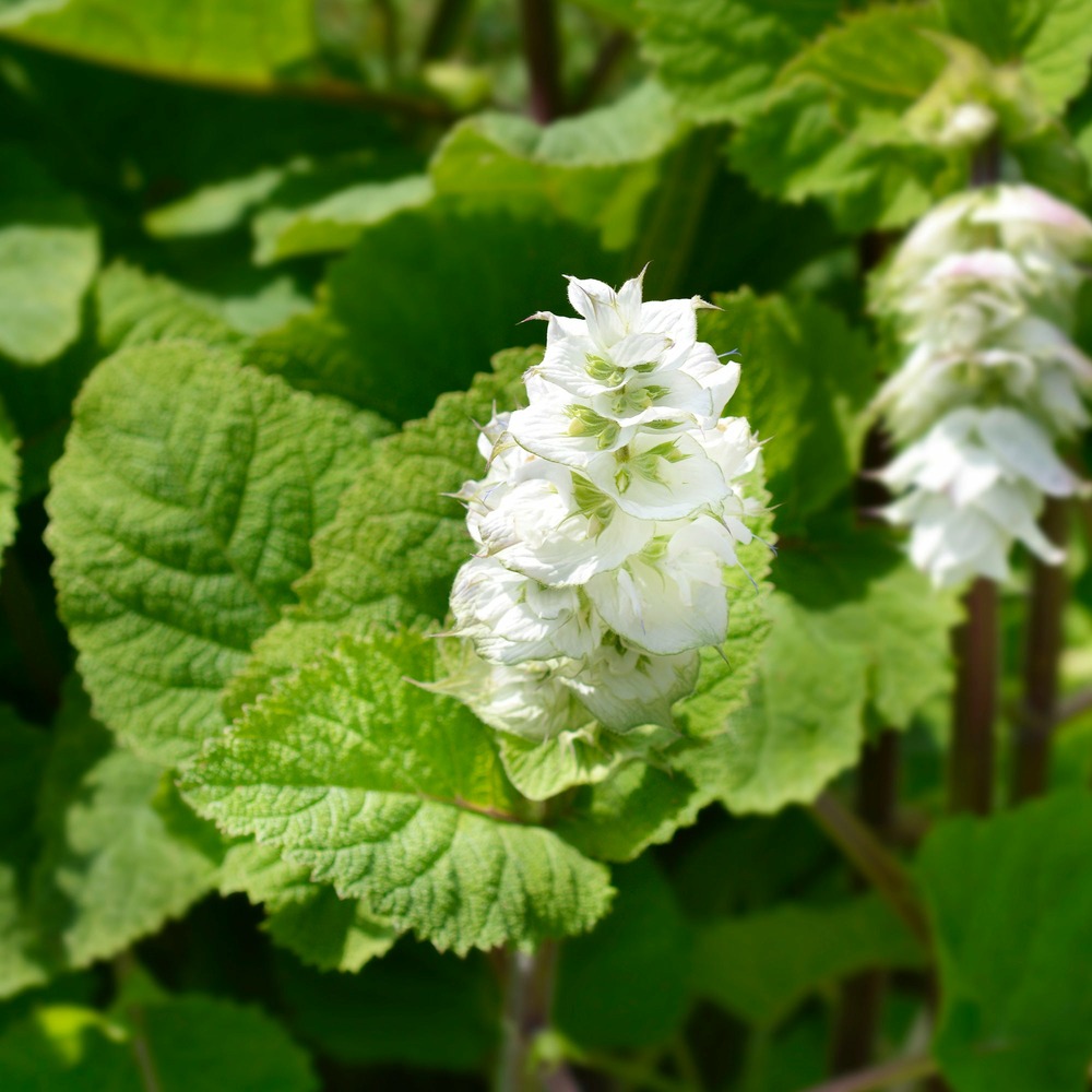 Sauge sclarée vatican white - le pot / 8cm