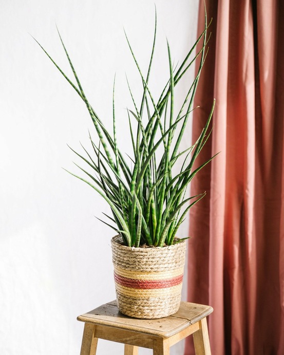 Sansevieria punk h70cm 65cm - plante d'intérieur