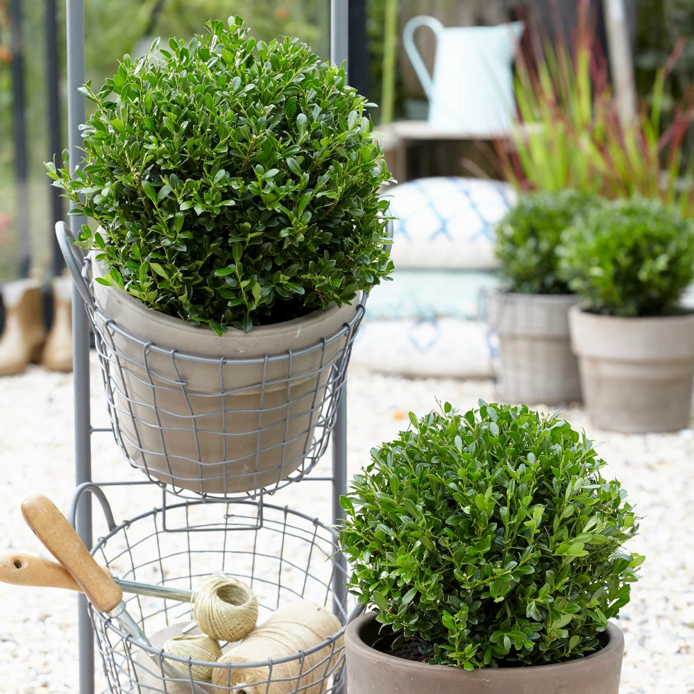 Houx crénelé luxus® globe 'annys5', ilex crenata pot de 4l - 20/40 cm