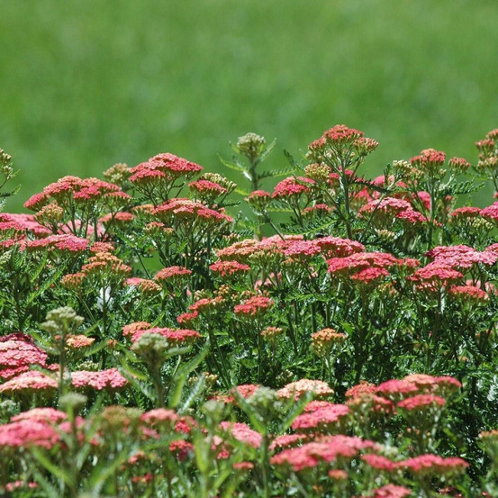 Achillée millefeuille wesersandstein lot de 9 godets