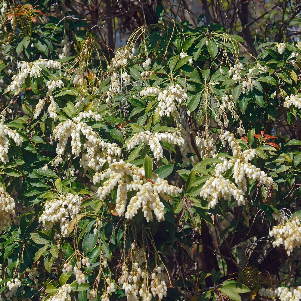 Pieris cascade blanche - le pot / 2l / hauteur livrée 20-25cm, vendu par lot de 2