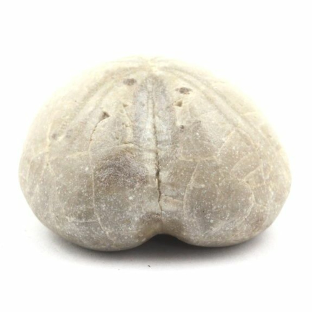 Oursin fossile, toxaster amplus 132.75 carats