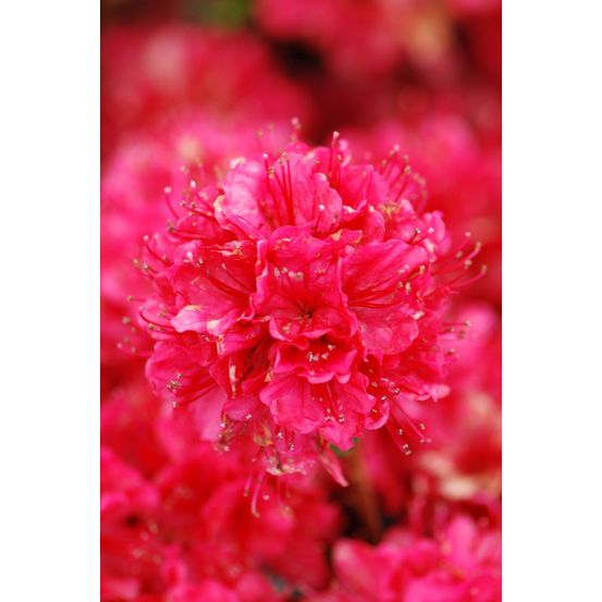 Azalée du japon 'hino crimson ' - en pot de 3 litres