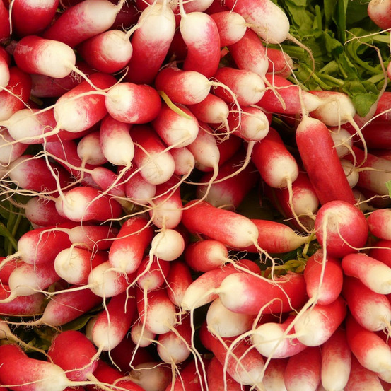 Graines de radis pernot clair - vilmorin sachet