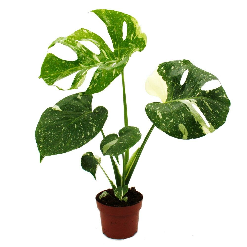 Monstera thai-constellation