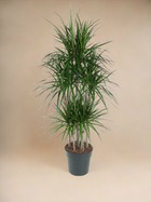 Plante d'intérieur - dracaena marginata carrousel - 160 cm - ø31 160cm