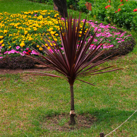 3 cordylines australis red star