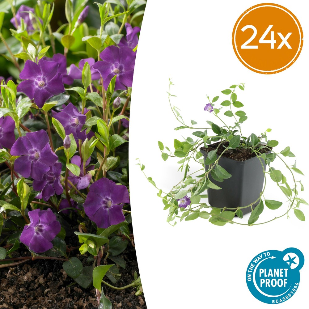 Lot de 24 - vinca minor 'atropurpurea', - h10-25 cm