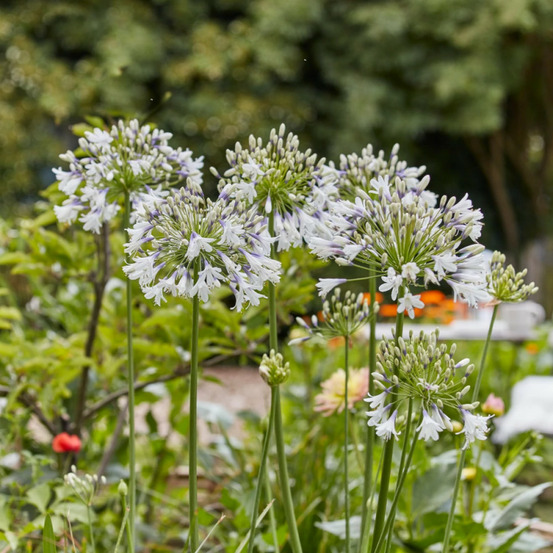 Agapanthe fireworks® 'mdb001' godet - 5/20 cm