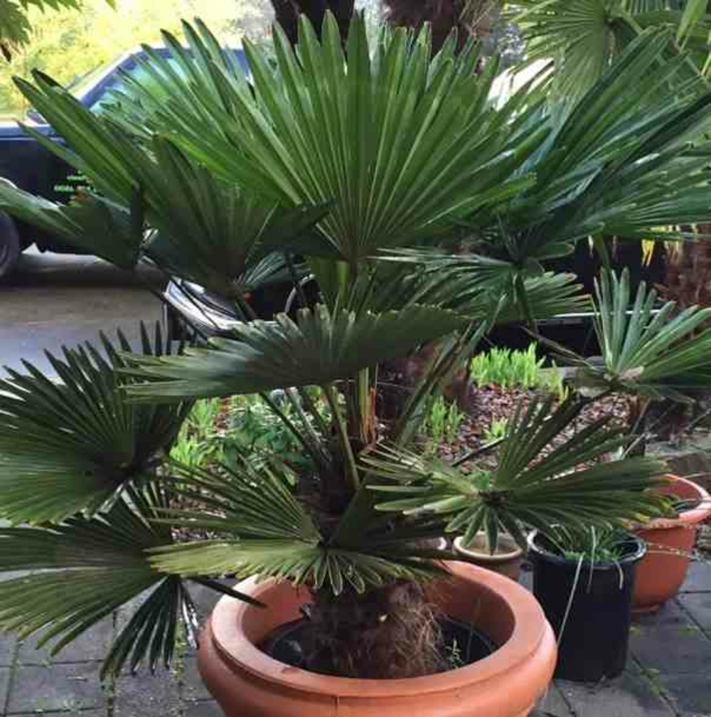Trachycarpus wagnerianus (palmier de chusan)- pot de 90l - tronc de 140/160cm - 210/240cm