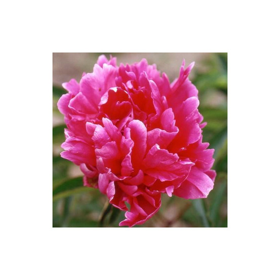 Pivoine herbacée felix crousse pot de 2l - 10/20 cm