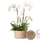 Plante d'intérieur - set 3 orchidées blanches et 3 rhipsalis dans un panier en roseau avec réservoir d'eau 55cm