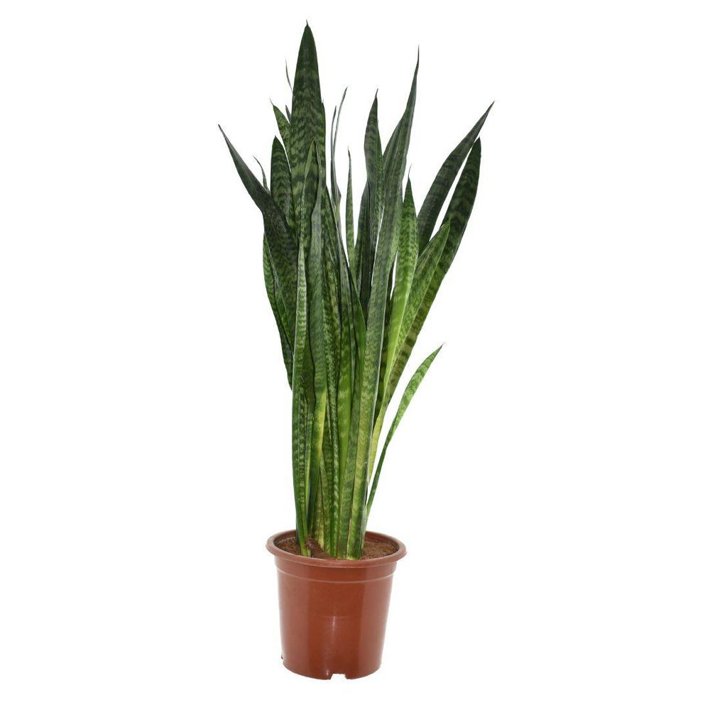 Sansevieria zeylanica - ø27cm - ↕120cm - plantes d'intérieur