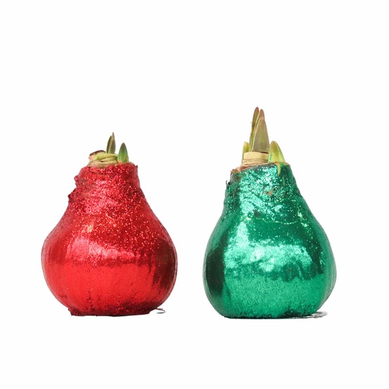 Amaryllis - hippeastrum 'duo scintillant' - rouge et vert