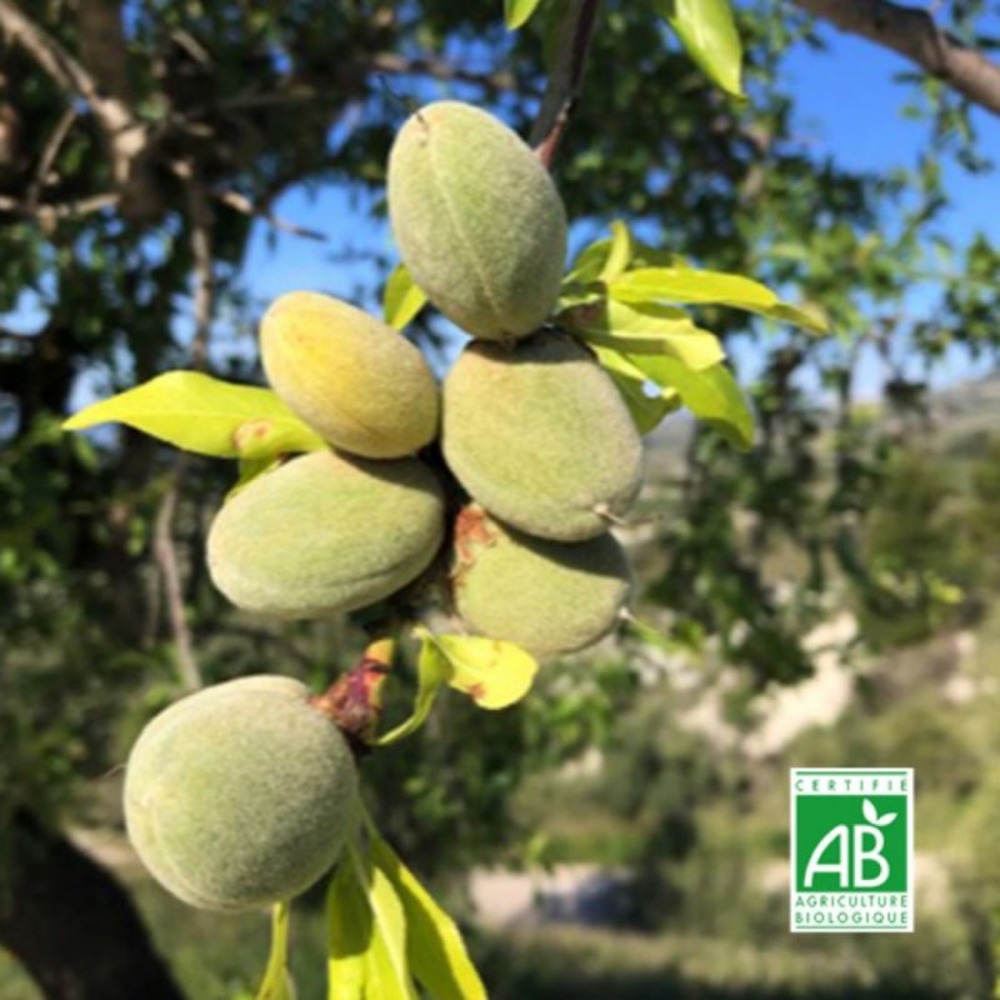 Amandier 'ai' bio (prunus dulcis 'ai')