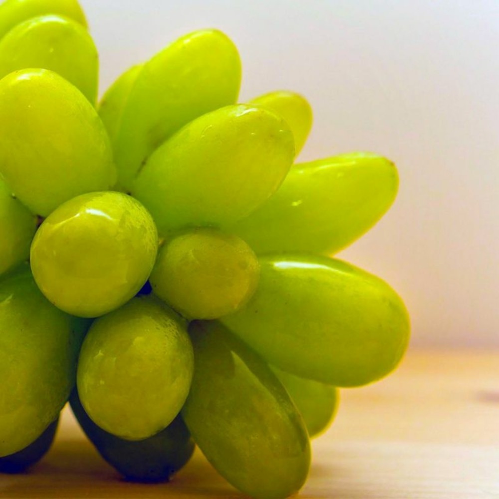 Vigne 'cornichon blanc' (vitis vinifera 'cornichon blanc')