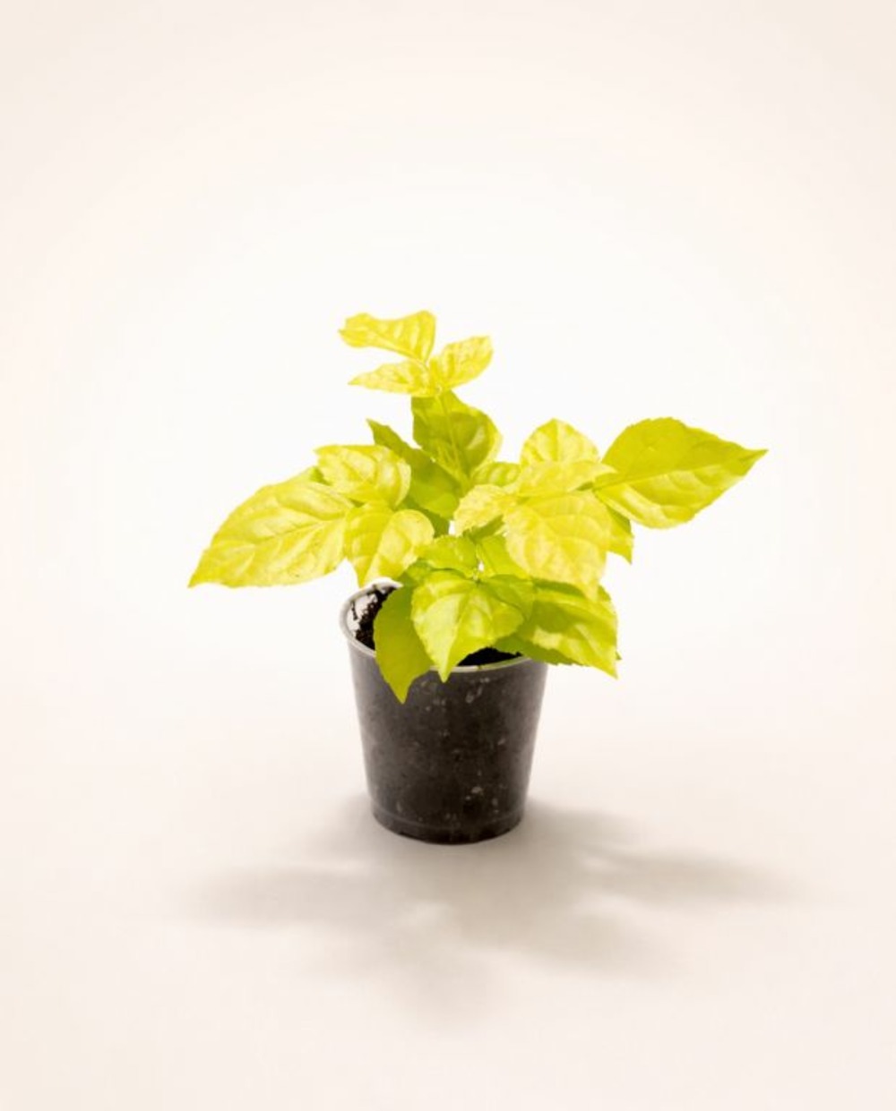 Radermachera sinica aurea d. 6cm h. 10cm - plante d'intérieur