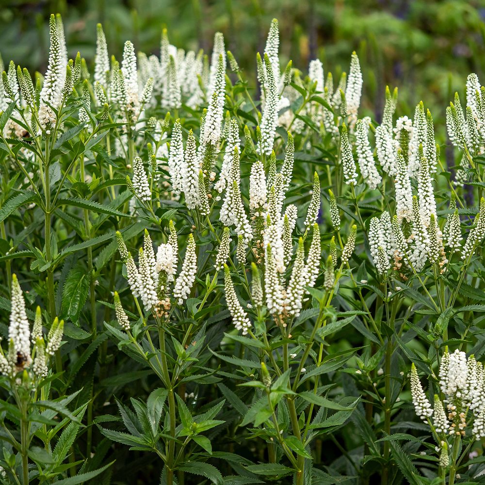 Véronique à longues feuilles 'first lady' pot de 2l/3l