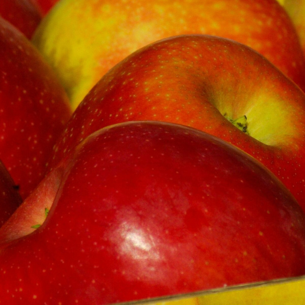 Pommier reine des reinettes pot de 10l - gobelet 2 ans - 120/150 cm