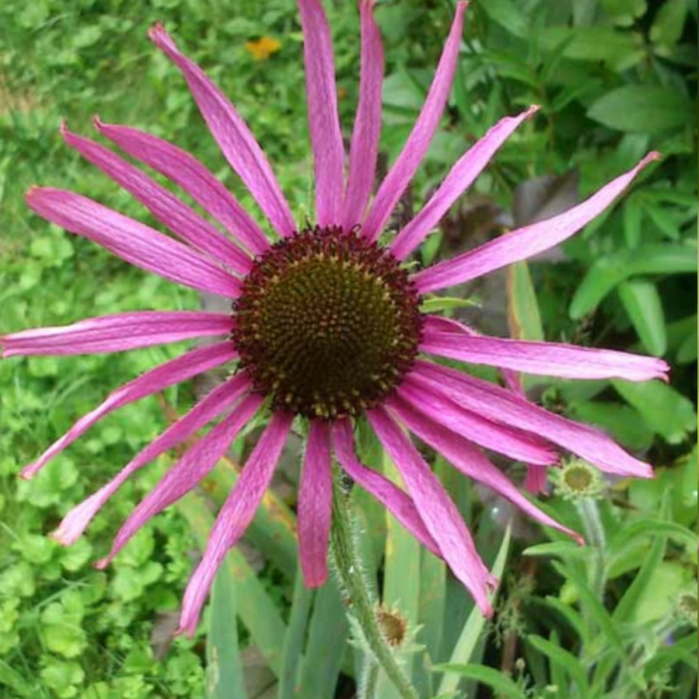 Échinacée rocky top hybrids lot de 5 godets