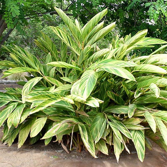 Gingembre coquille 'variegata' pot de 4l/5l