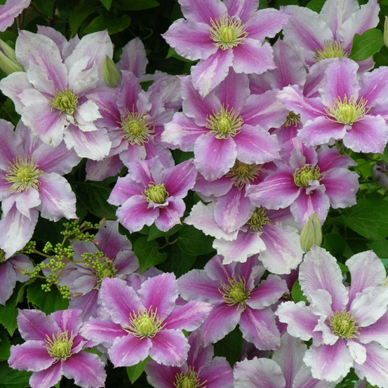 Clématite piilu pot de 3l - echelle bambou 60/120 cm
