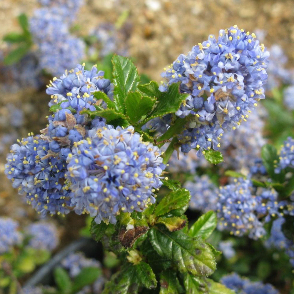 2 x lilas de californie - ceanothus 'blue mound'  - 40-50 cm pot