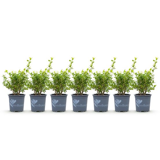 Lot de 7 - buxus haie - hauteur 25-30 - h20 cm