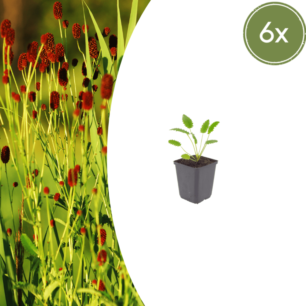 Lot de 12 - pimprenelle officinale (sanguisorba officinalis) 'tanna'