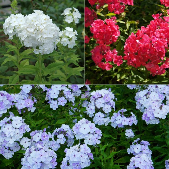3 phlox rouge, bleu, blanc en mélange - le paquet de 3 racines nues, vendu par lot de 4