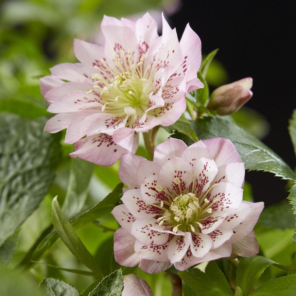 Rose de carême 'double ellen pink' - vivace à floraison hivernale - pot de 14cm - hauteur 35 cm - plante d’extérieur - lot de 2