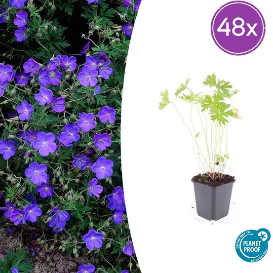 Lot de 48 - geranium 'johnson's bleu' - h10-25 cm