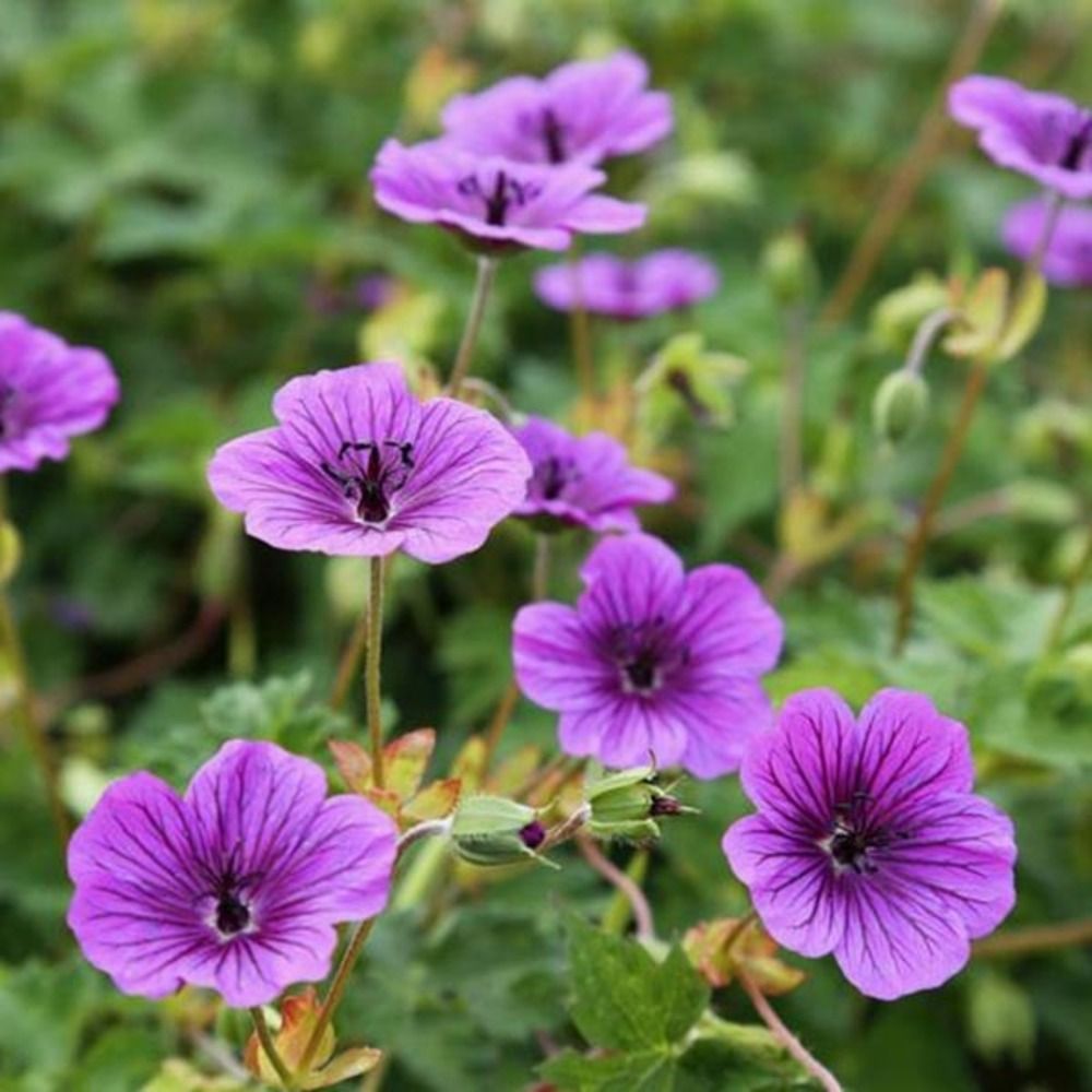 Géranium vivace 'censation daily purple' godet de 8/9 cm